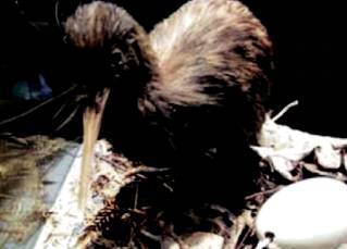 在新西兰我连吃两顿杭伊,还和毛利武士干了一架|出发吧