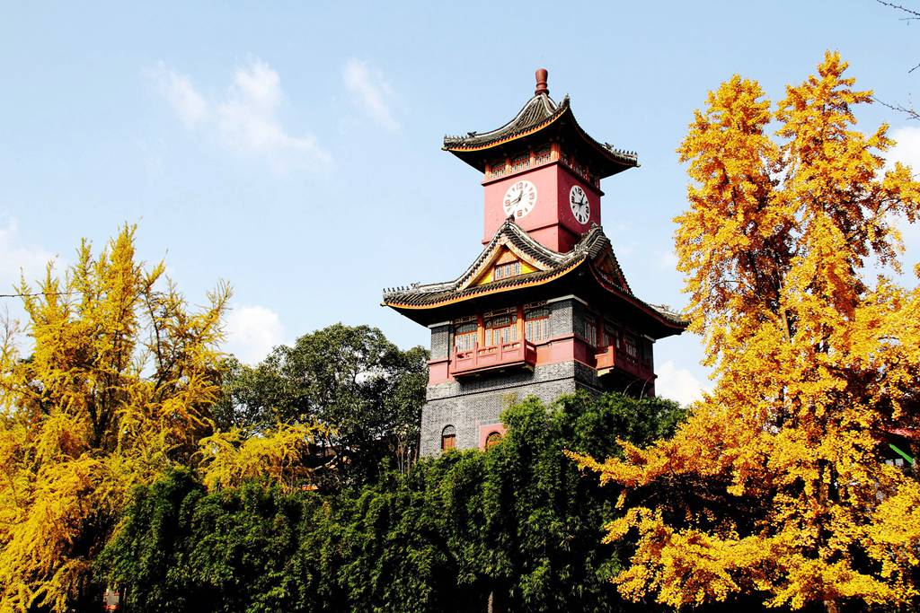 又到银杏叶黄时,又到一年银杏黄