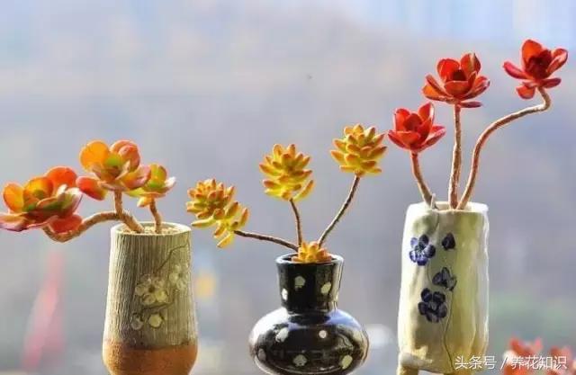 新买的多肉怎么养才能养好,养多肉的乐趣在于什么