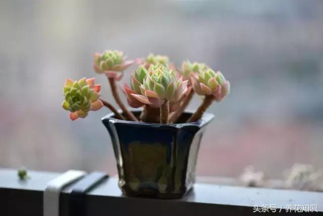 新买的多肉怎么养才能养好,养多肉的乐趣在于什么
