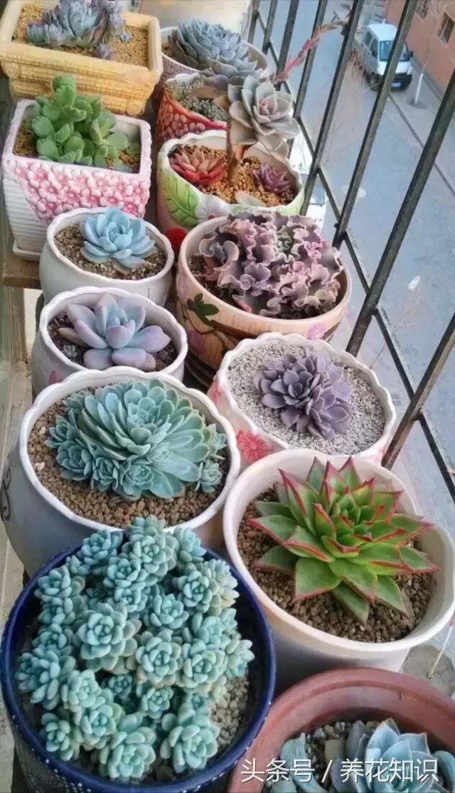 新买的多肉怎么养才能养好,养多肉的乐趣在于什么