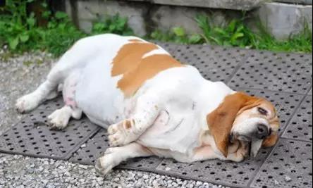 十种足以将狗狗致死的事情！