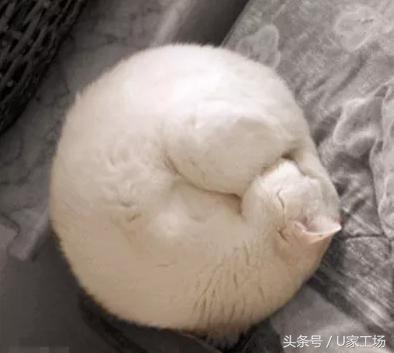 辛辛苦苦花大钱选的昂贵地毯,你竟然都不知道怎么清理??