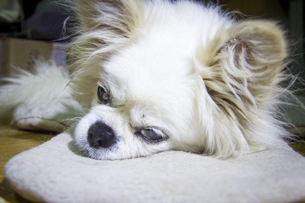 十种足以将狗狗致死的事情！