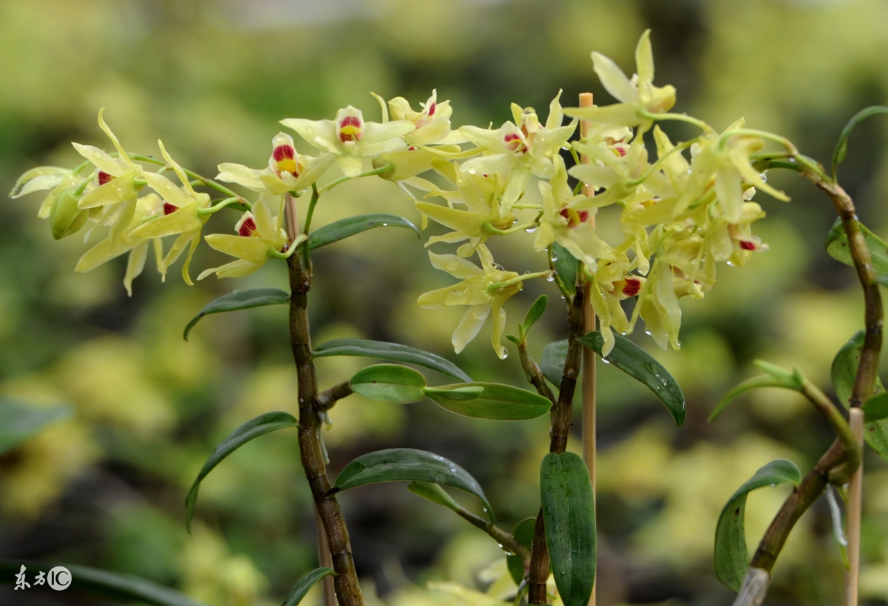 贵州省最名贵十种兰花,蕙兰最名贵十种兰花