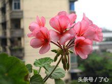 天竺葵植物配土最佳方法,天竺葵植物名片制作