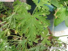 天竺葵植物配土最佳方法,天竺葵植物名片制作