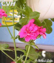 天竺葵植物配土最佳方法,天竺葵植物名片制作