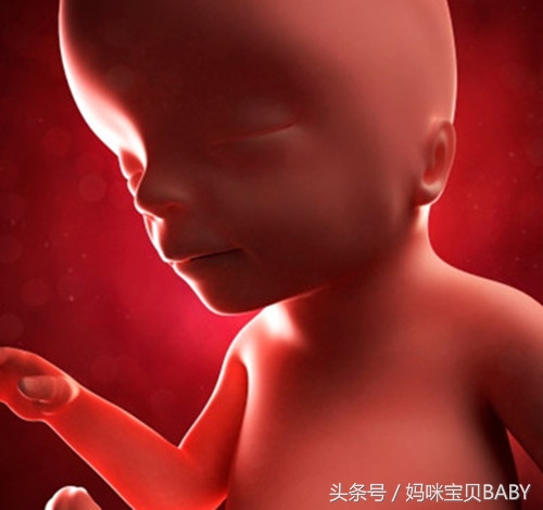 怀孕十七周的胎儿图片,怀孕十七周的胎儿能存活吗