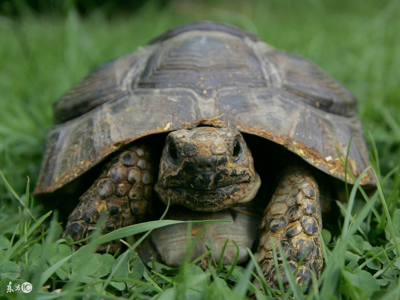 乌龟都养不活怎么能养活鱼,乌龟常见的几种疾病及解决方法