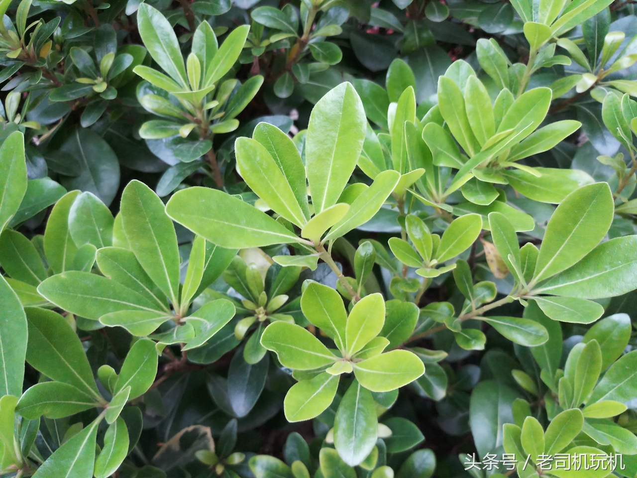 联发科heliog80的处理器好不好,三星galaxyc8配置