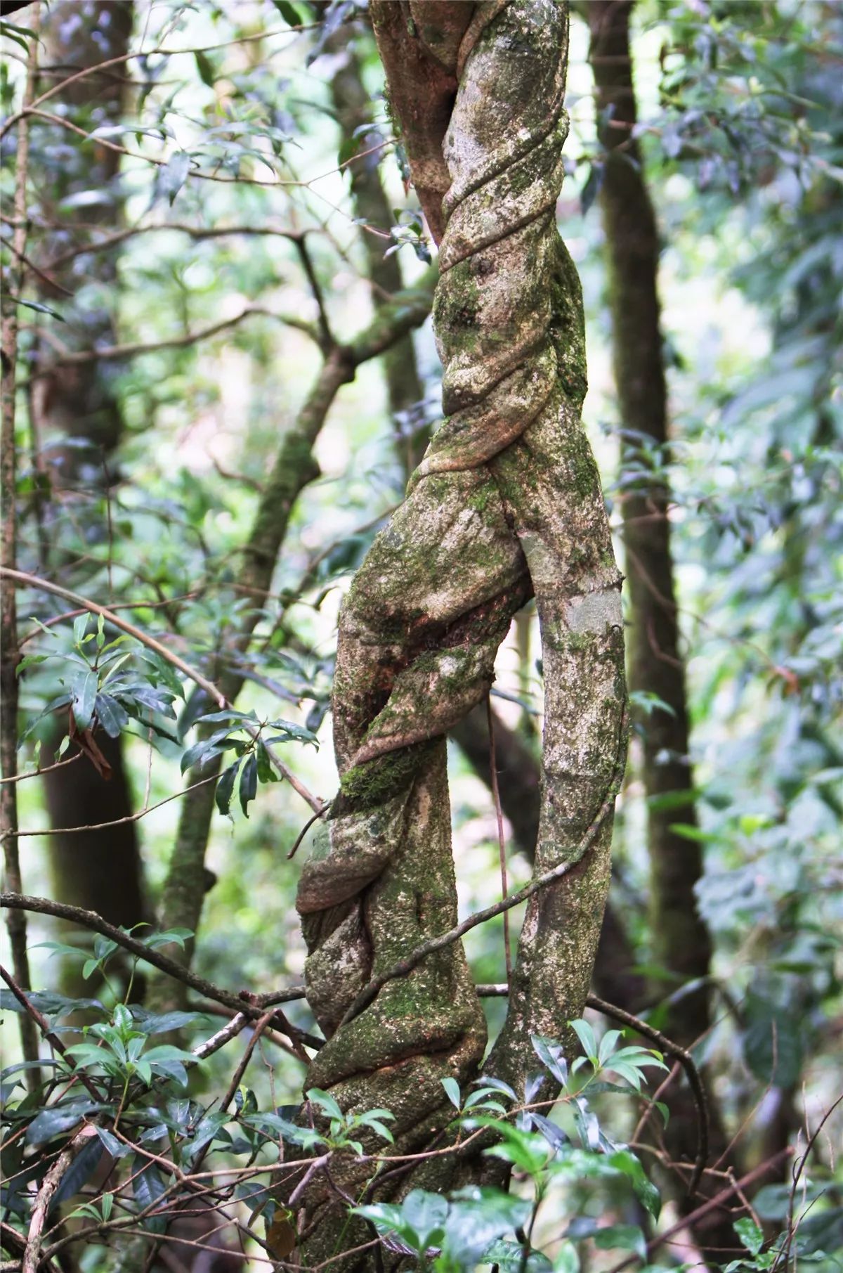 芒市黑河老坡沿途自然风景,芒市苤菜坝和黑河老坡一样吗