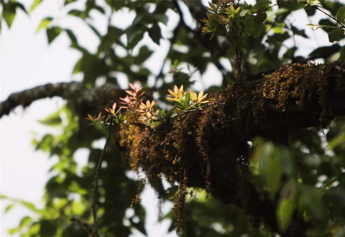 芒市黑河老坡沿途自然风景,芒市苤菜坝和黑河老坡一样吗