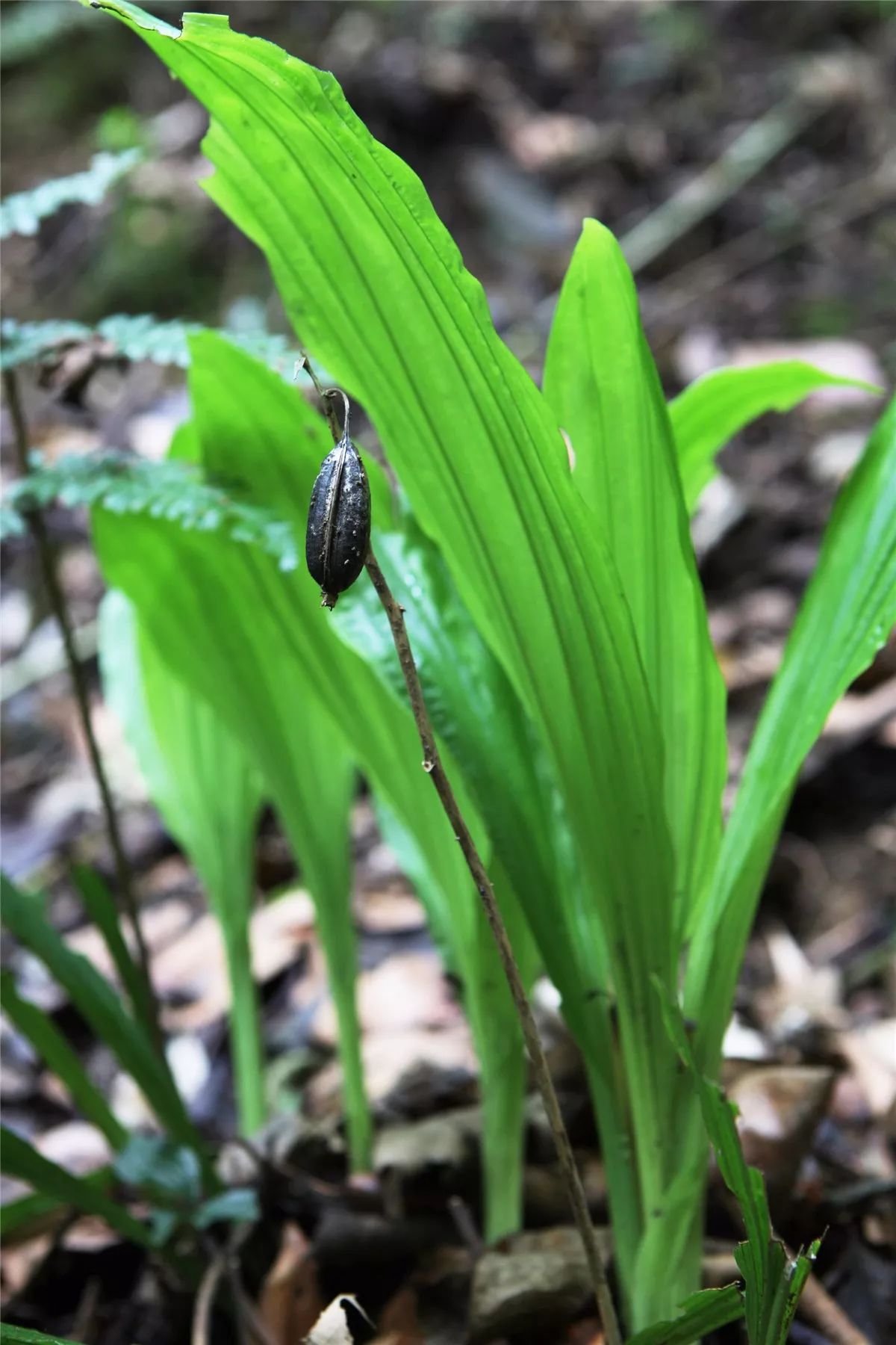 芒市黑河老坡沿途自然风景,芒市苤菜坝和黑河老坡一样吗