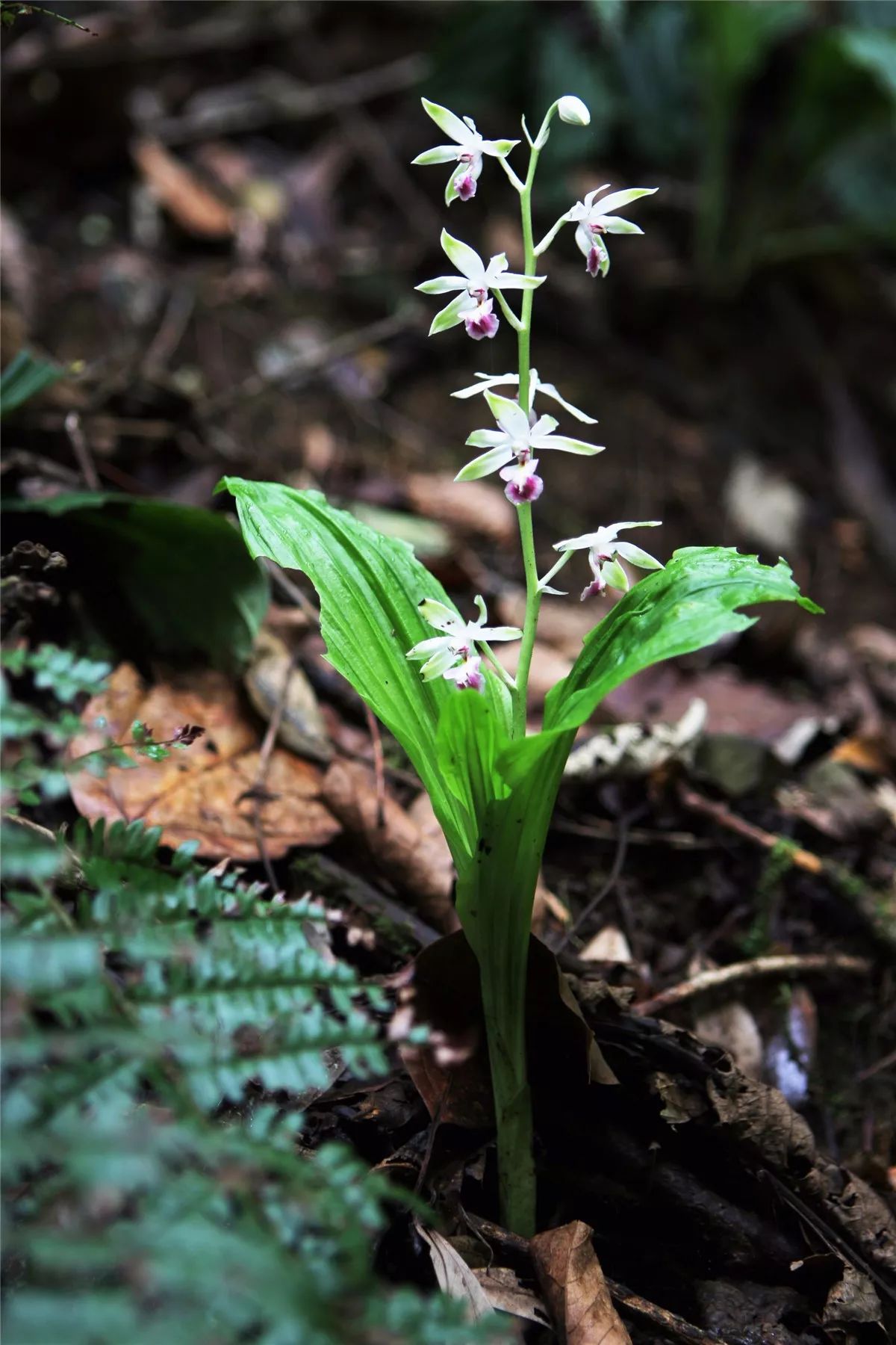 芒市黑河老坡沿途自然风景,芒市苤菜坝和黑河老坡一样吗