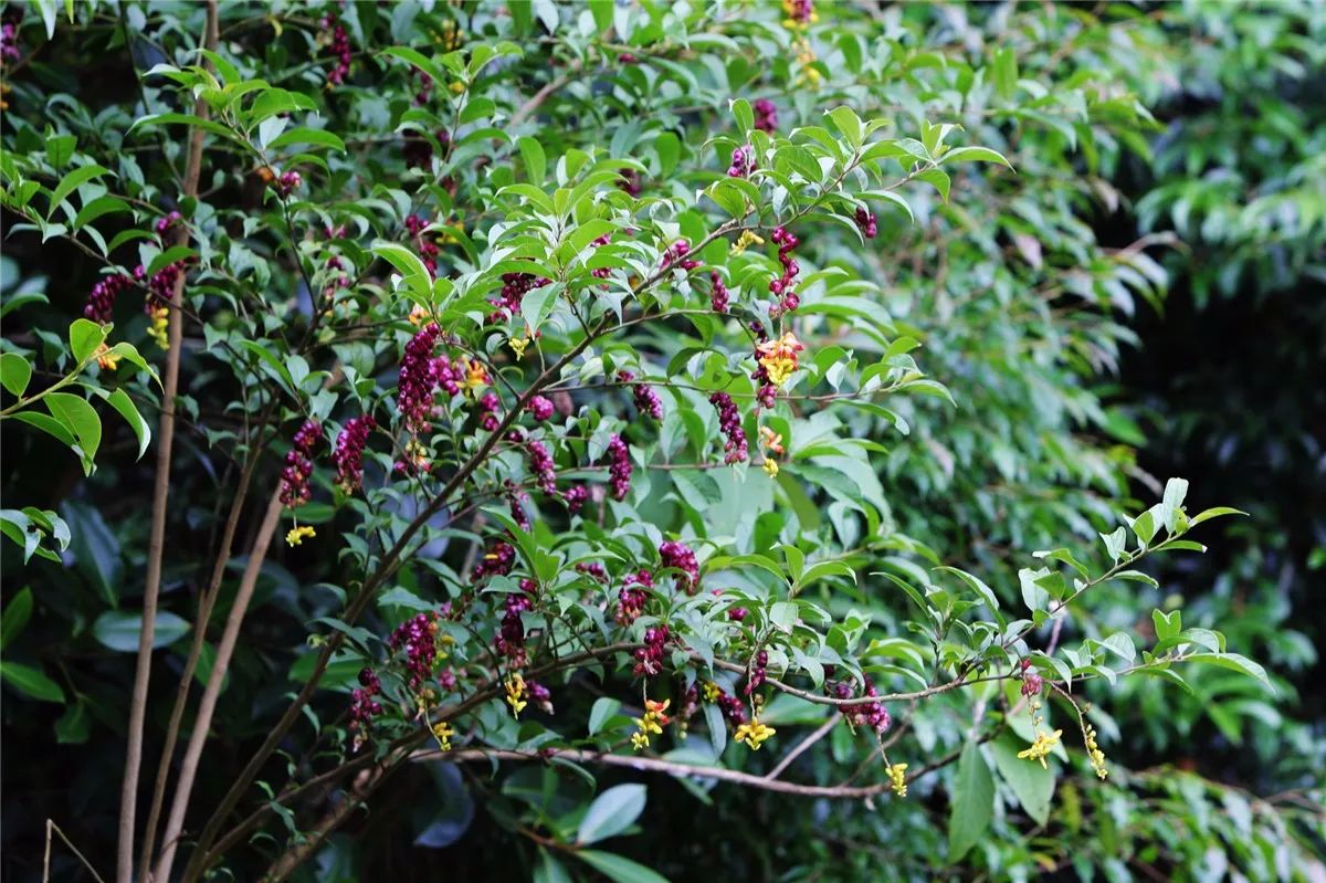 芒市黑河老坡沿途自然风景,芒市苤菜坝和黑河老坡一样吗