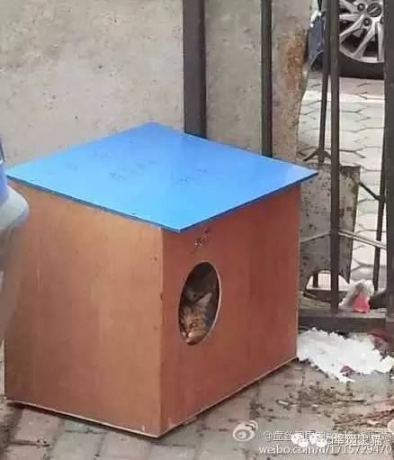 2017温暖继续！感谢CATS慈善基金连续五年为流浪猫提供温暖冬屋！