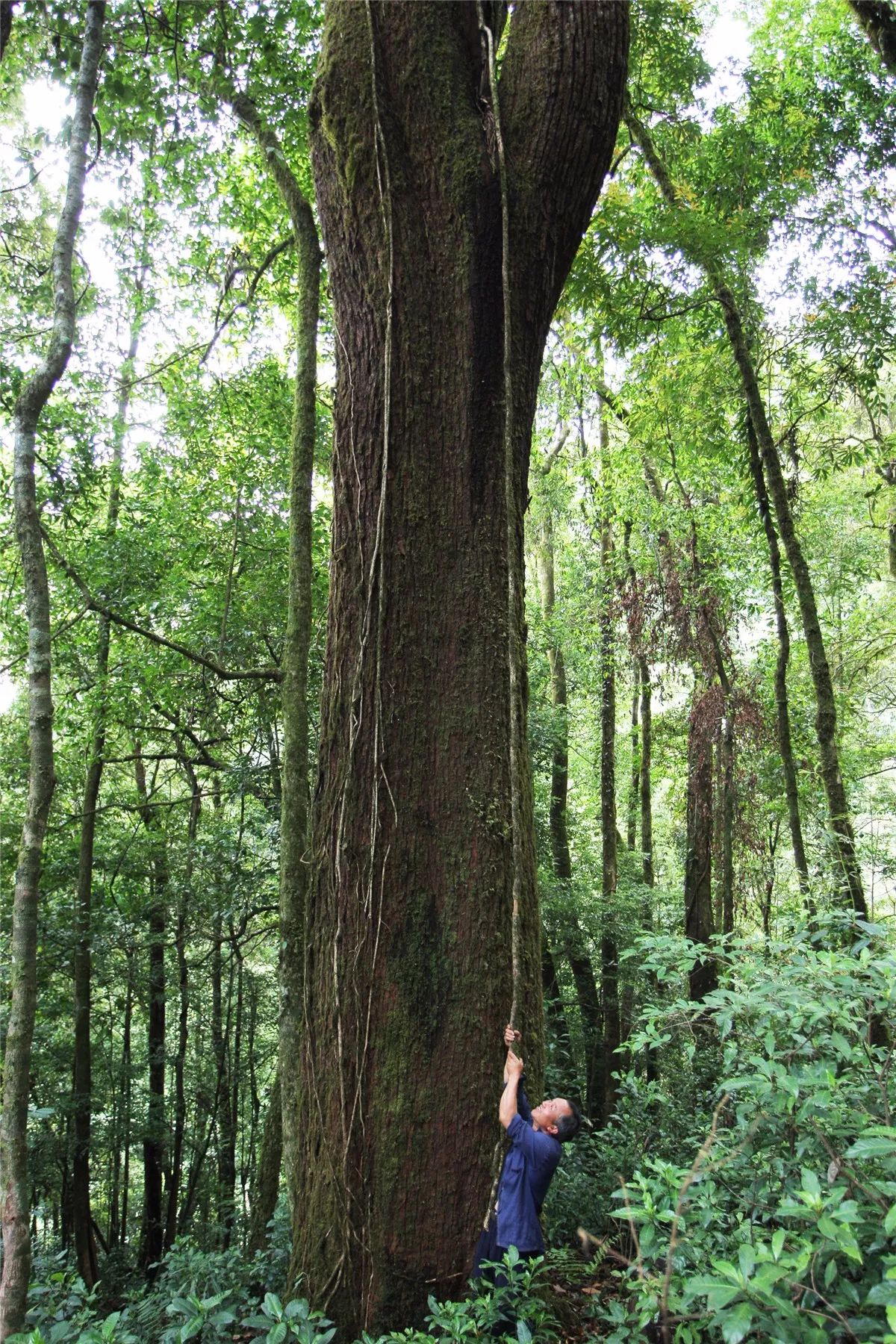 芒市黑河老坡沿途自然风景,芒市苤菜坝和黑河老坡一样吗