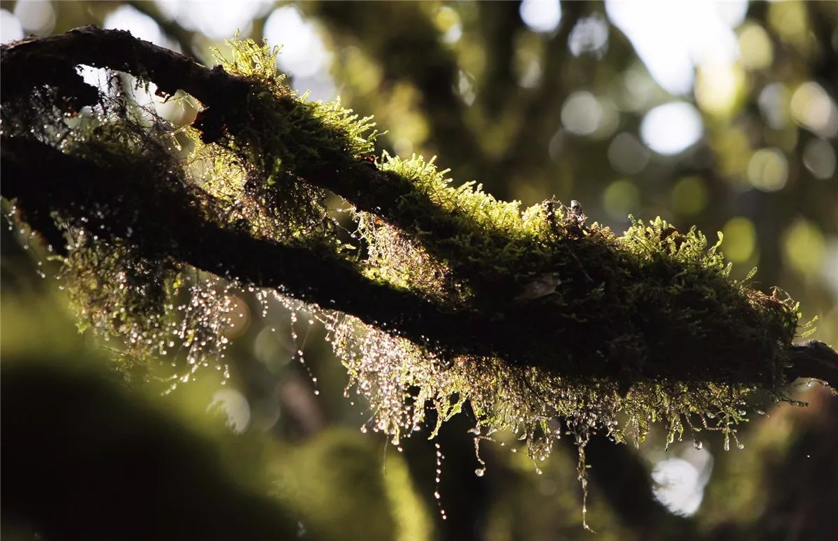 芒市黑河老坡沿途自然风景,芒市苤菜坝和黑河老坡一样吗