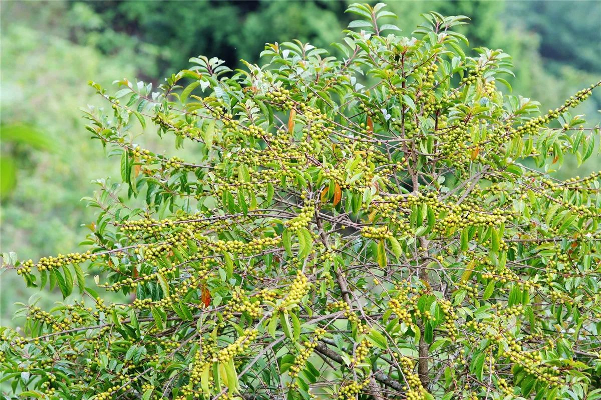 芒市黑河老坡沿途自然风景,芒市苤菜坝和黑河老坡一样吗