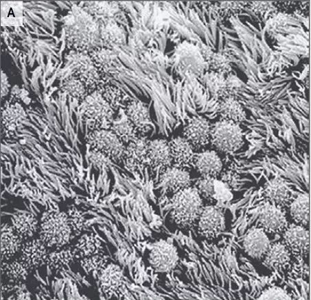 小生命的真实存在,小生命怎么开始的