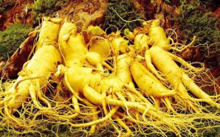 新鲜人参怎么保存冷冻还是冷藏,人参放在冷藏还是冷冻