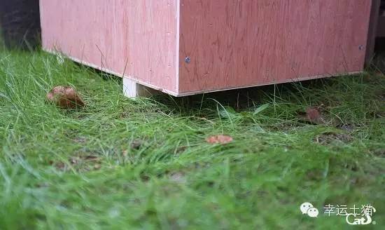 2017温暖继续!感谢CATS慈善基金连续五年为流浪猫提供温暖冬屋!