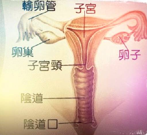 「女性健康」妇科B超检查二三问