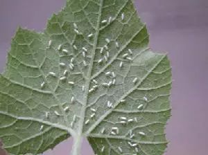 室内养花常见的几种病虫害,养花该采取什么措施消灭害虫