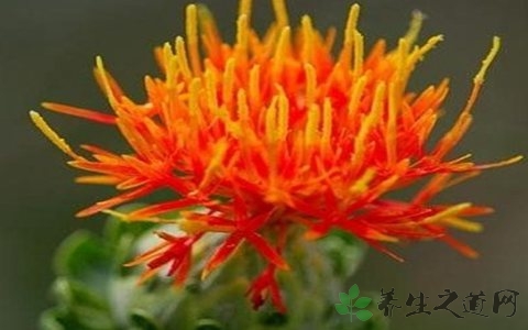 藏红花泡脚保健液,藏红花可以泡脚吗孕妇