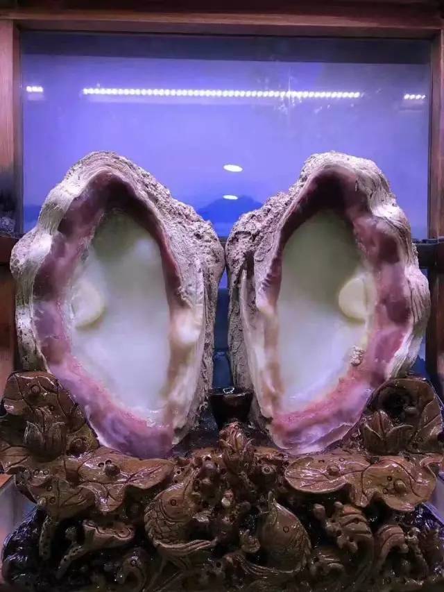 价值暴涨的收藏品,砗磲升值空间有多大