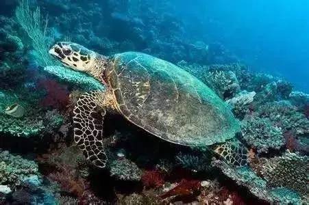 价值暴涨的收藏品,砗磲升值空间有多大