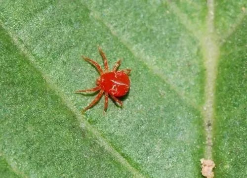 室内养花常见的几种病虫害,养花该采取什么措施消灭害虫