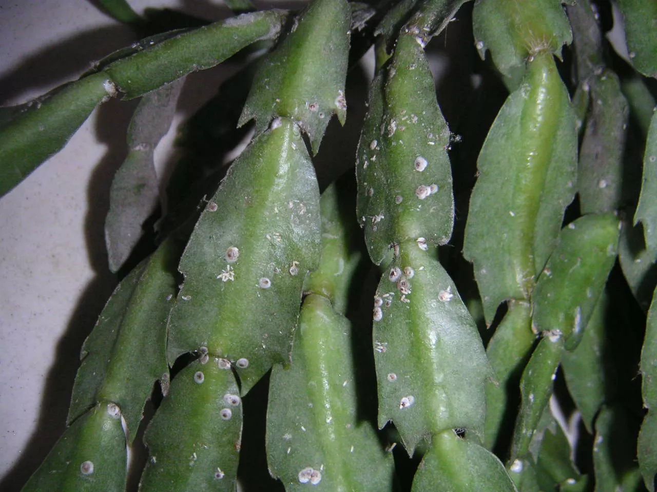 室内养花常见的几种病虫害,养花该采取什么措施消灭害虫