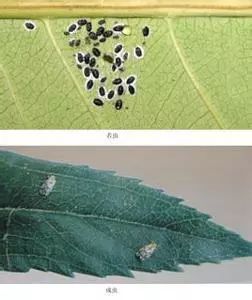 室内养花常见的几种病虫害,养花该采取什么措施消灭害虫