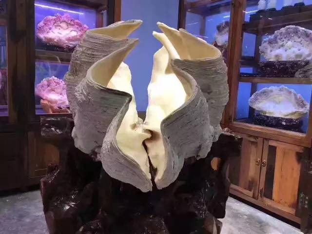 价值暴涨的收藏品,砗磲升值空间有多大