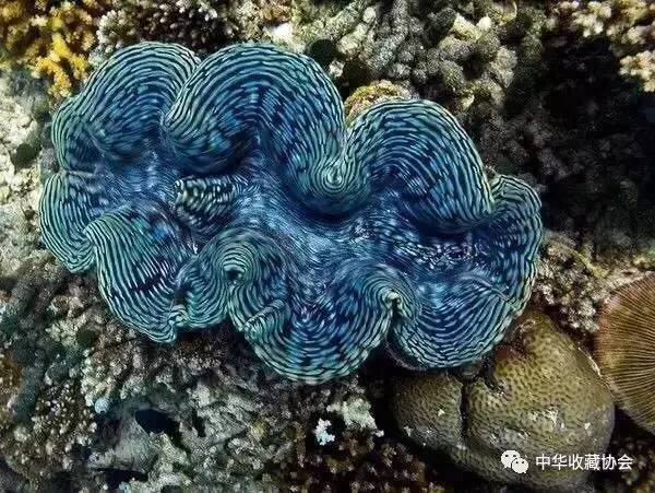 价值暴涨的收藏品,砗磲升值空间有多大