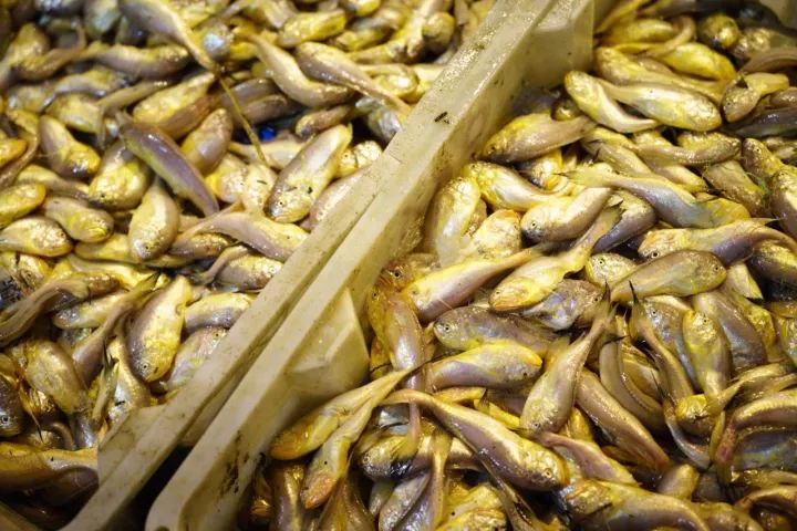 上海去哪里吃实惠而又正宗的海鲜,上海哪里的海鲜又便宜又好吃