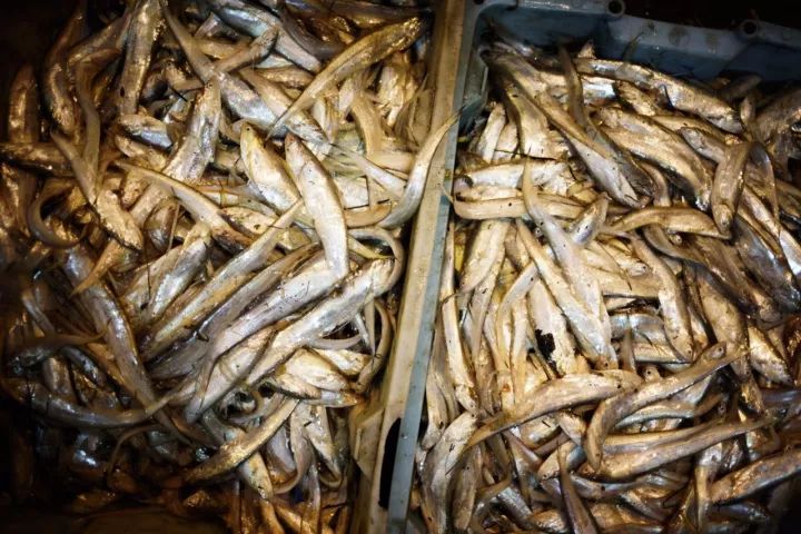 上海去哪里吃实惠而又正宗的海鲜,上海哪里的海鲜又便宜又好吃