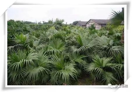 建立国家公园的发展思路,黄沙瑶族乡最新规划