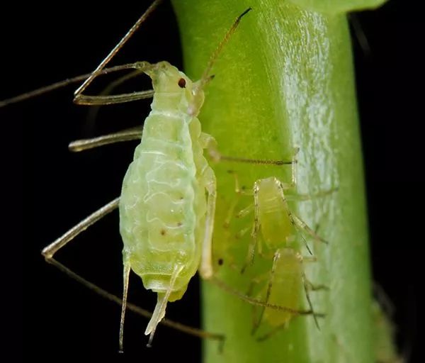 室内养花常见的几种病虫害,养花该采取什么措施消灭害虫