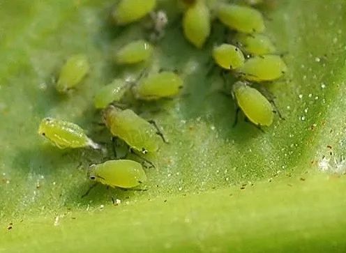 室内养花常见的几种病虫害,养花该采取什么措施消灭害虫