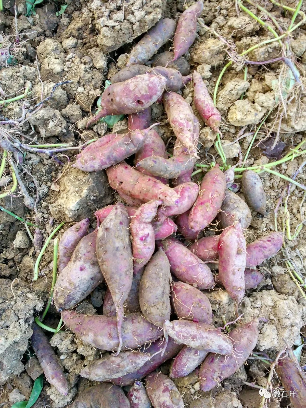 “阡货”出山,全靠有它!