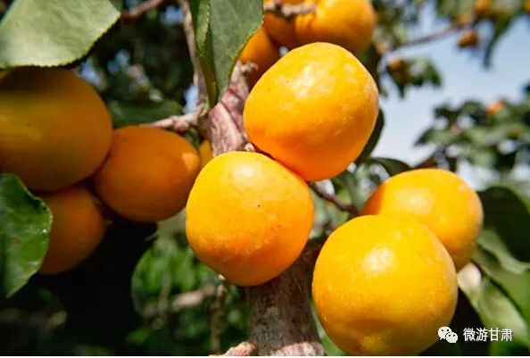 敦煌特产李广杏价格,敦煌杏子有哪些