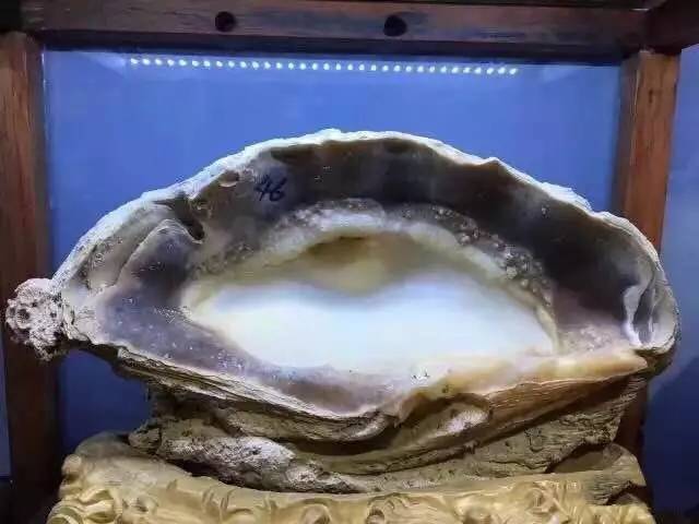 价值暴涨的收藏品,砗磲升值空间有多大