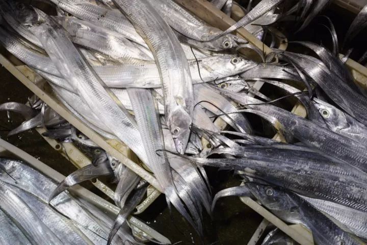 上海去哪里吃实惠而又正宗的海鲜,上海哪里的海鲜又便宜又好吃