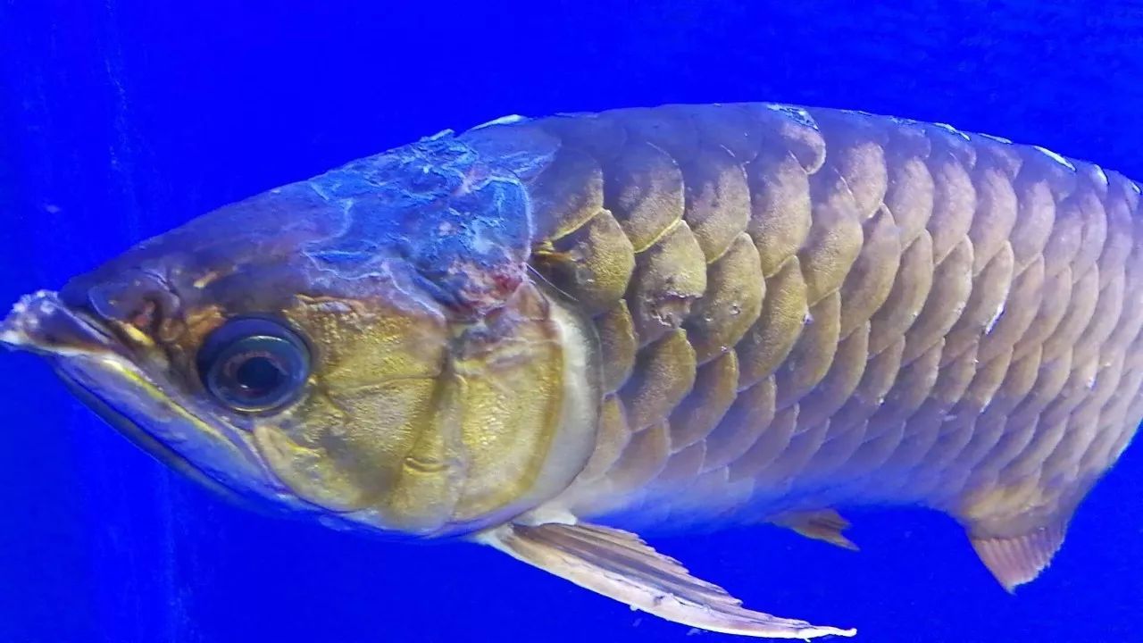 龙鱼艾滋后期治疗,龙鱼艾滋