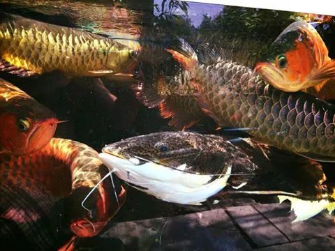 龙鱼饲养方法及注意事项,养龙鱼的误区