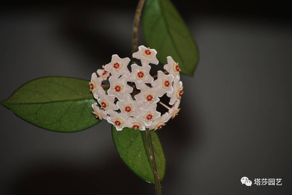 养球兰的小诀窍,怎样才能让球兰爆根