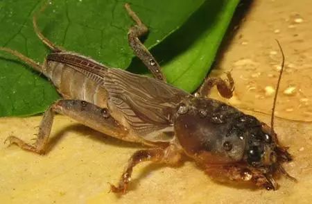 农村这种野货一斤能卖4000元,300元一斤农村常见的东西每家都有